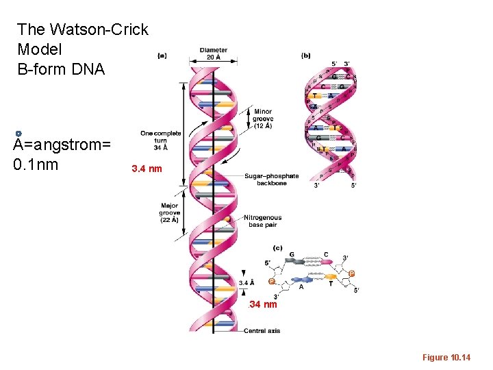 The Watson-Crick Model B-form DNA A=angstrom= 0. 1 nm 3. 4 nm . 34