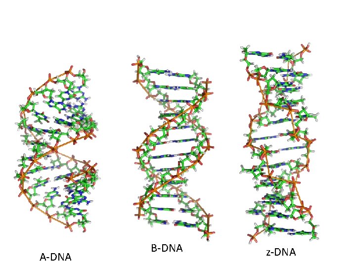 A-DNA B-DNA z-DNA 