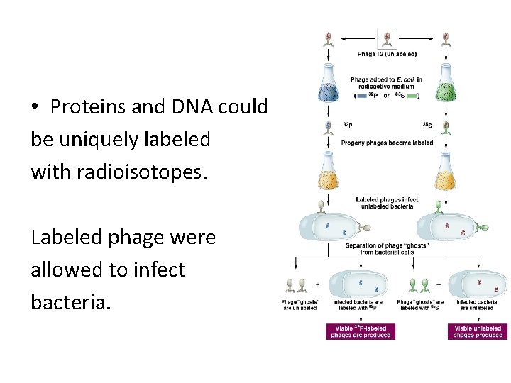  • Proteins and DNA could be uniquely labeled with radioisotopes. Labeled phage were
