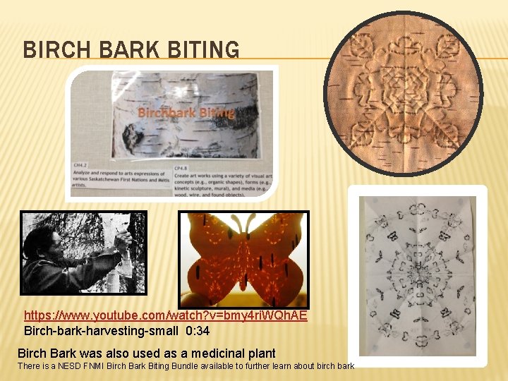 BIRCH BARK BITING https: //www. youtube. com/watch? v=bmy 4 ri. WQh. AE Birch-bark-harvesting-small 0: