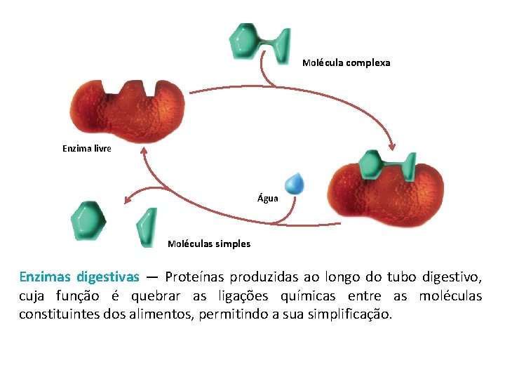 Molécula complexa Enzima livre Água Moléculas simples Enzimas digestivas — Proteínas produzidas ao longo