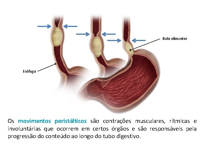 Bolo alimentar Esófago Os movimentos peristálticos são contrações musculares, rítmicas e involuntárias que ocorrem