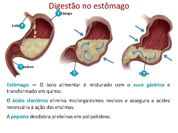 Digestão no estômago ? Estômago Esófago ? ? Duodeno Piloro ? Quimo ? Estômago