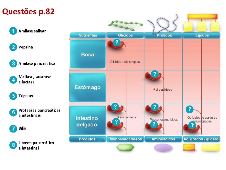 Questões p. 82 1 Amilase salivar 2 Pepsina 3 Amilase pancreática 4 Maltase, sacarase