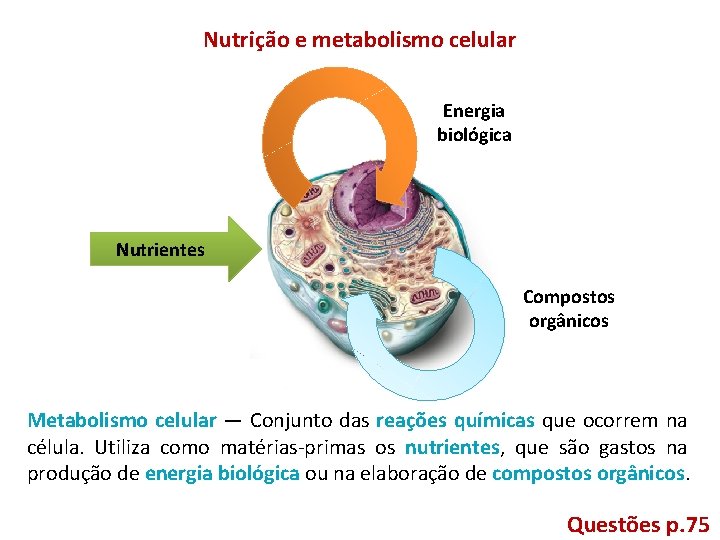 Nutrição e metabolismo celular Energia biológica Nutrientes Compostos orgânicos Metabolismo celular — Conjunto das