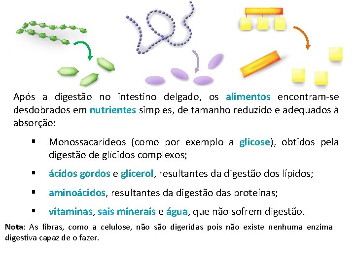 Após a digestão no intestino delgado, os alimentos encontram-se desdobrados em nutrientes simples, de