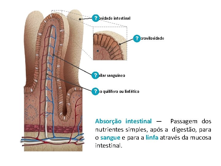 Vilosidade intestinal ? Microvilosidade ? Capilar sanguíneo ? Vaso ? quilífero ou linfático Absorção