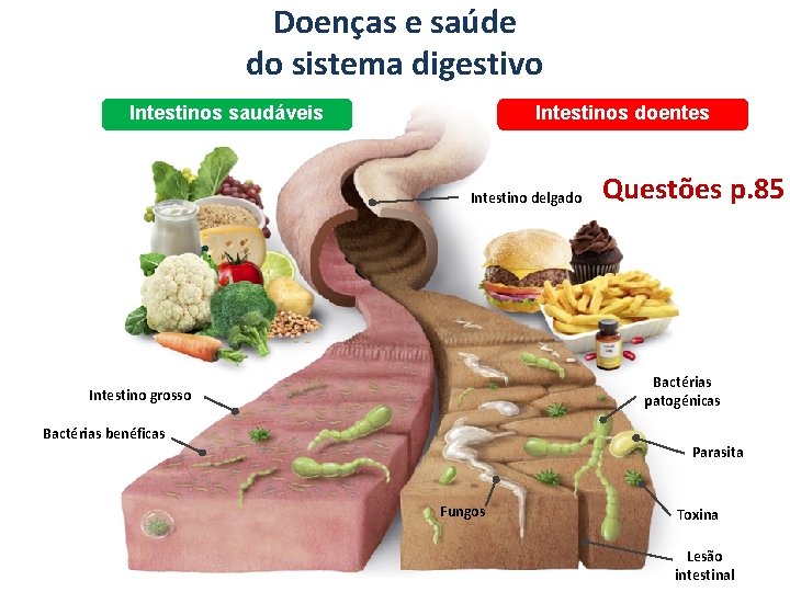 Doenças e saúde do sistema digestivo Intestinos saudáveis Intestinos doentes Intestino delgado Questões p.