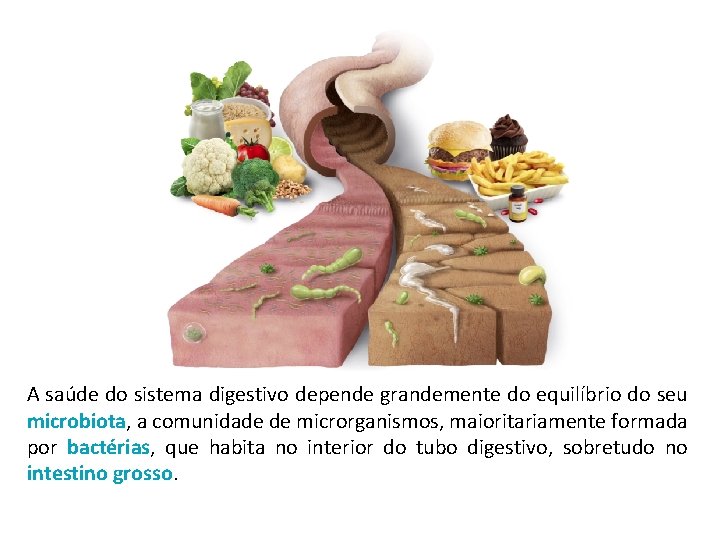 A saúde do sistema digestivo depende grandemente do equilíbrio do seu microbiota, a comunidade