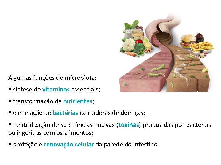 Algumas funções do microbiota: § síntese de vitaminas essenciais; § transformação de nutrientes; §