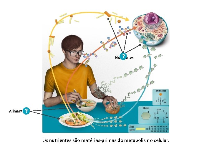 ? Nutrientes Alimentos? Os nutrientes são matérias-primas do metabolismo celular. 