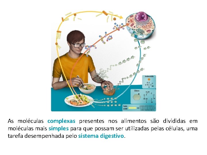 As moléculas complexas presentes nos alimentos são divididas em moléculas mais simples para que