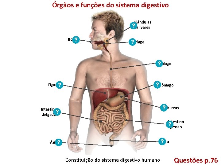 Órgãos e funções do sistema digestivo Glândulas ? salivares Boca ? Faringe ? Esófago