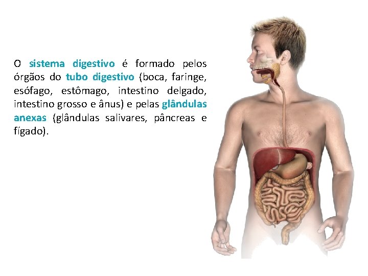 O sistema digestivo é formado pelos órgãos do tubo digestivo (boca, faringe, esófago, estômago,