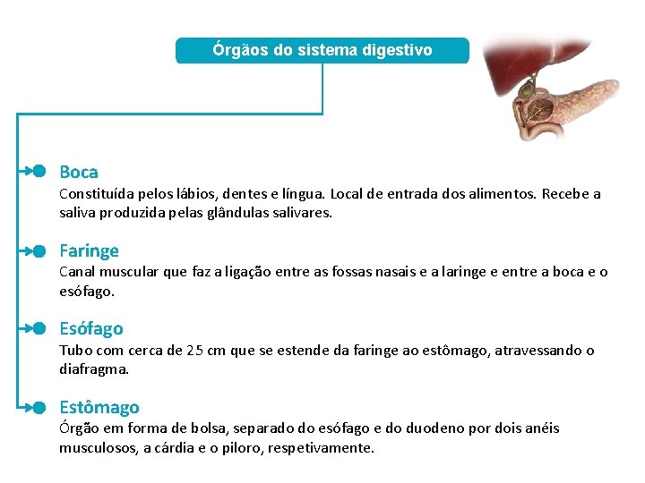 Órgãos do sistema digestivo Boca Constituída pelos lábios, dentes e língua. Local de entrada