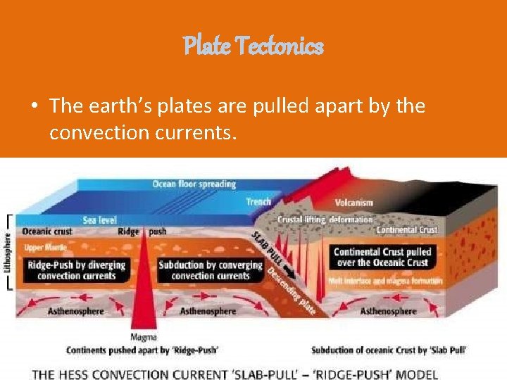 Plate Tectonics • The earth’s plates are pulled apart by the convection currents. 
