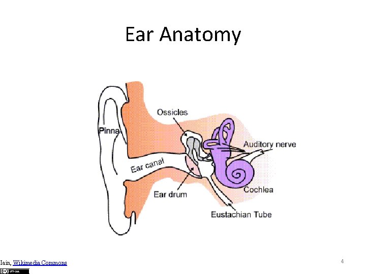 Ear Anatomy Iain, Wikimedia Commons 4 