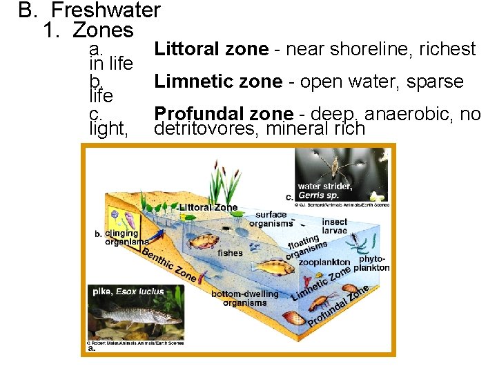 B. Freshwater 1. Zones a. in life b. life c. light, Littoral zone -