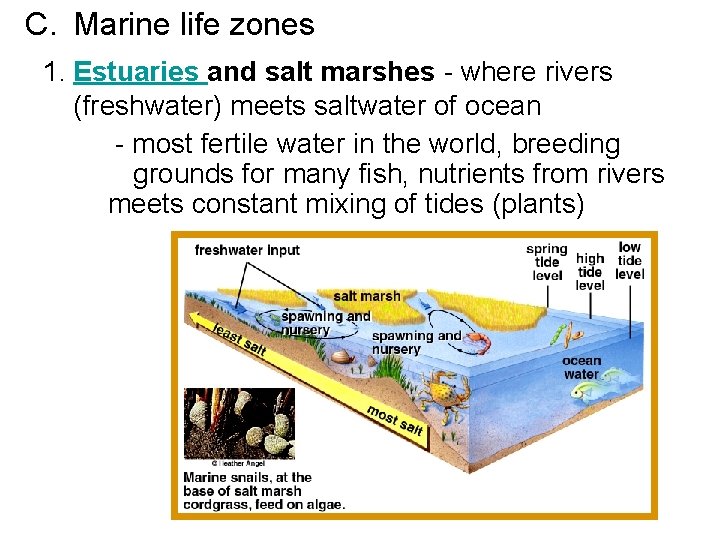 C. Marine life zones 1. Estuaries and salt marshes - where rivers (freshwater) meets