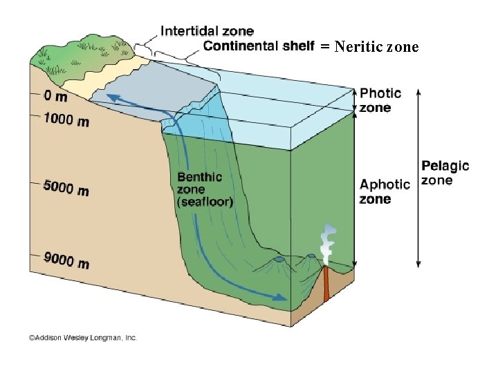 = Neritic zone • (Neritic zone) 