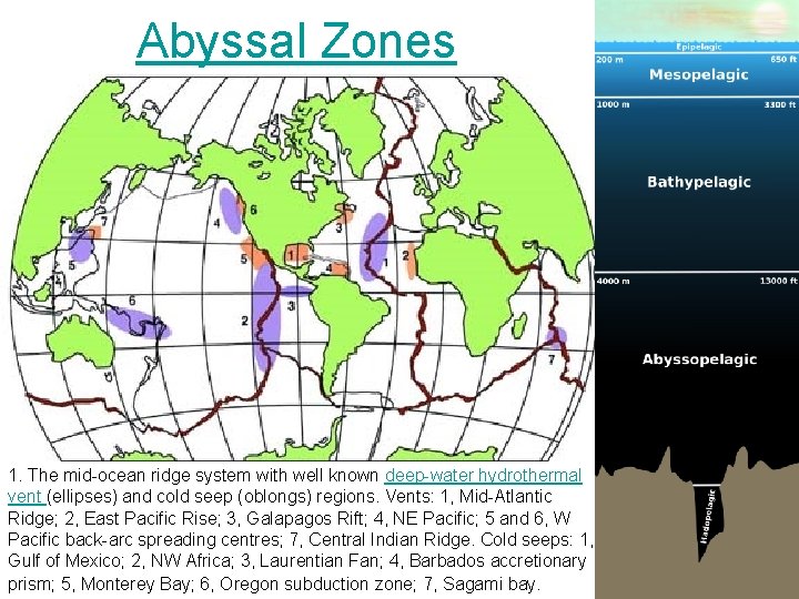 Abyssal Zones 1. The mid-ocean ridge system with well known deep-water hydrothermal vent (ellipses)