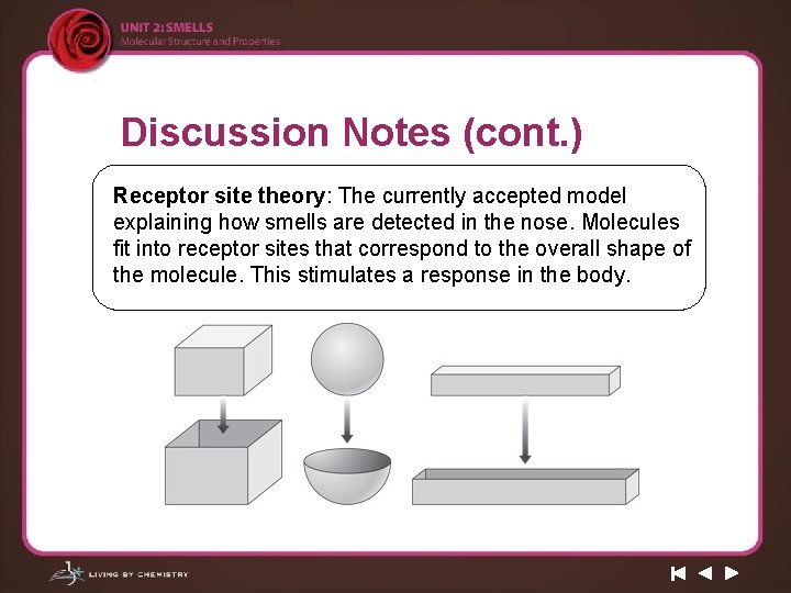 Discussion Notes (cont. ) Receptor site theory: The currently accepted model explaining how smells