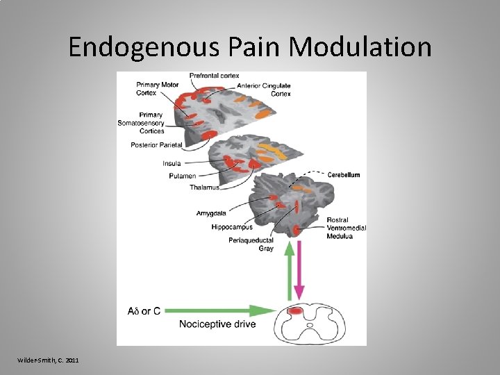Endogenous Pain Modulation Wilder-Smith, C. 2011 
