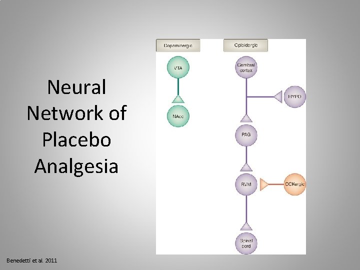 Neural Network of Placebo Analgesia Benedetti et al. 2011 