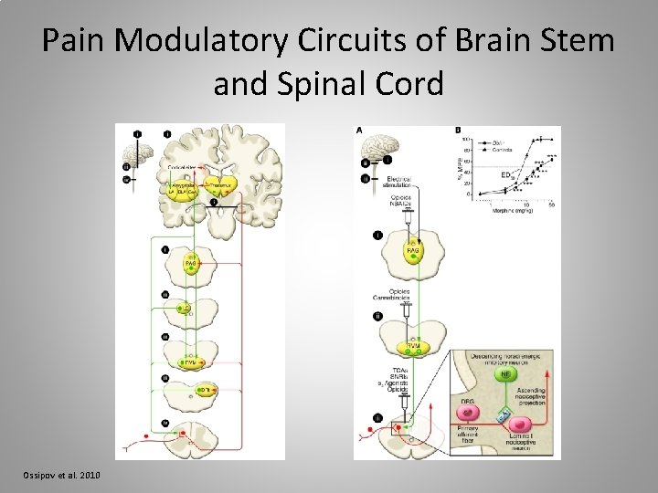 Pain Modulatory Circuits of Brain Stem and Spinal Cord Ossipov et al. 2010 