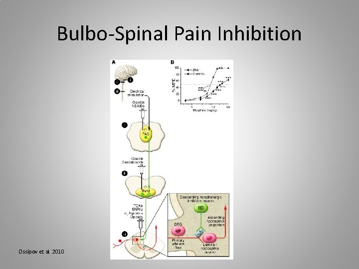 Bulbo-Spinal Pain Inhibition Ossipov et al. 2010 