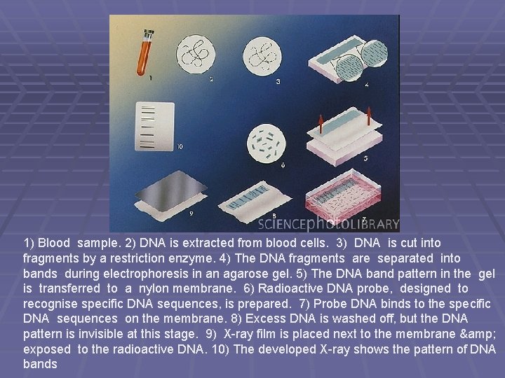 1) Blood sample. 2) DNA is extracted from blood cells. 3) DNA is cut