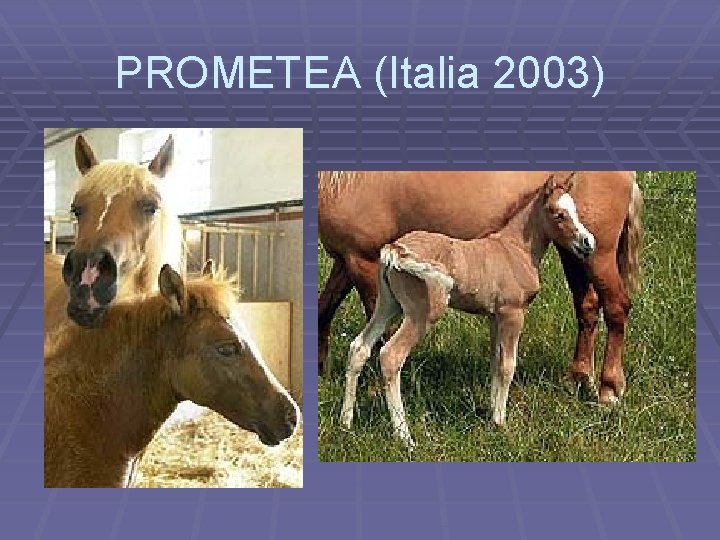 PROMETEA (Italia 2003) 