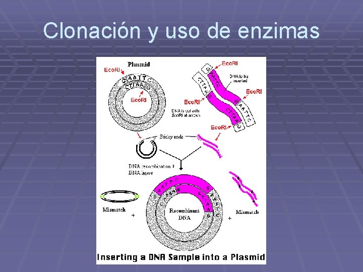 Clonación y uso de enzimas 
