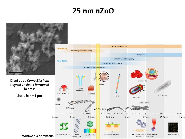 25 nm n. Zn. O Dieni et al. Comp Biochem Physiol Toxicol Pharmacol in