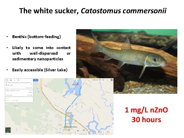 The white sucker, Catostomus commersonii • Benthic (bottom-feeding) • Likely to come into contact
