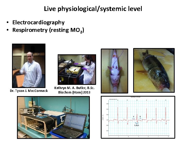 Live physiological/systemic level • Electrocardiography • Respirometry (resting MO 2) Dr. Tyson J. Mac.