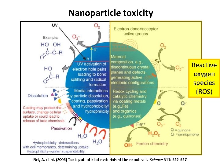 Nanoparticle toxicity Reactive oxygen species (ROS) Nel, A. et al. (2006) Toxic potential of