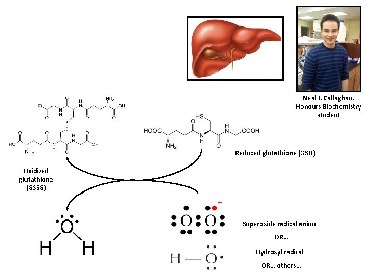 Neal I. Callaghan, Honours Biochemistry student Reduced glutathione (GSH) Oxidized glutathione (GSSG) Superoxide radical