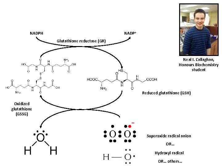 NADP+ NADPH Glutathione reductase (GR) Neal I. Callaghan, Honours Biochemistry student Reduced glutathione (GSH)