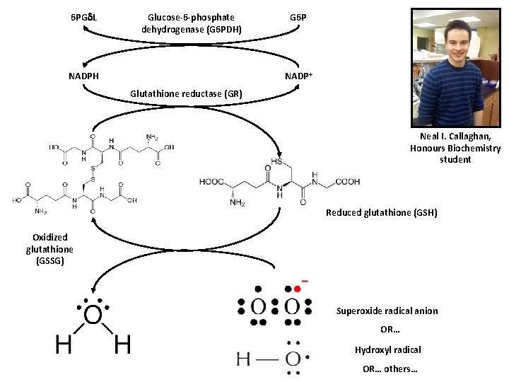 6 PG L Glucose-6 -phosphate dehydrogenase (G 6 PDH) G 6 P NADP+ NADPH