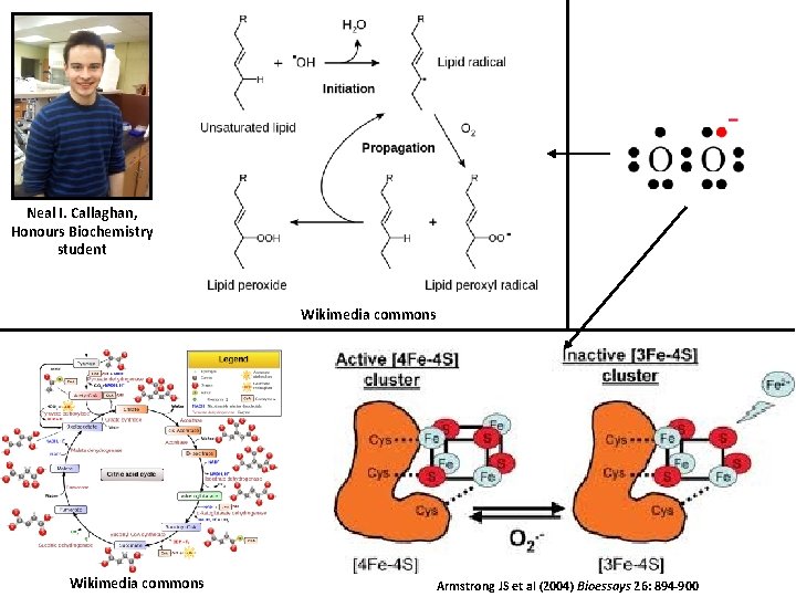 Neal I. Callaghan, Honours Biochemistry student Wikimedia commons Armstrong JS et al (2004) Bioessays