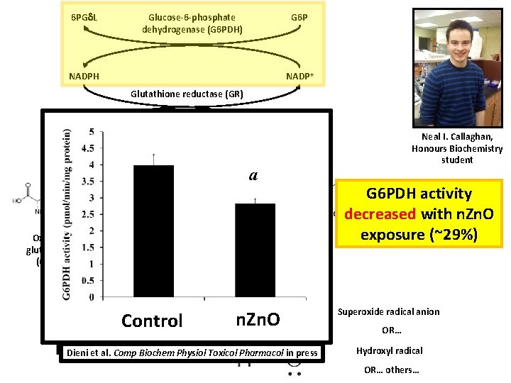 6 PG L G 6 P Glucose-6 -phosphate dehydrogenase (G 6 PDH) NADP+ NADPH