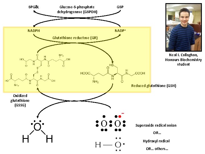 6 PG L Glucose-6 -phosphate dehydrogenase (G 6 PDH) G 6 P NADP+ NADPH