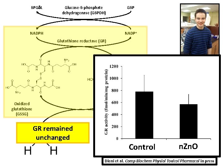 6 PG L Glucose-6 -phosphate dehydrogenase (G 6 PDH) G 6 P NADP+ NADPH