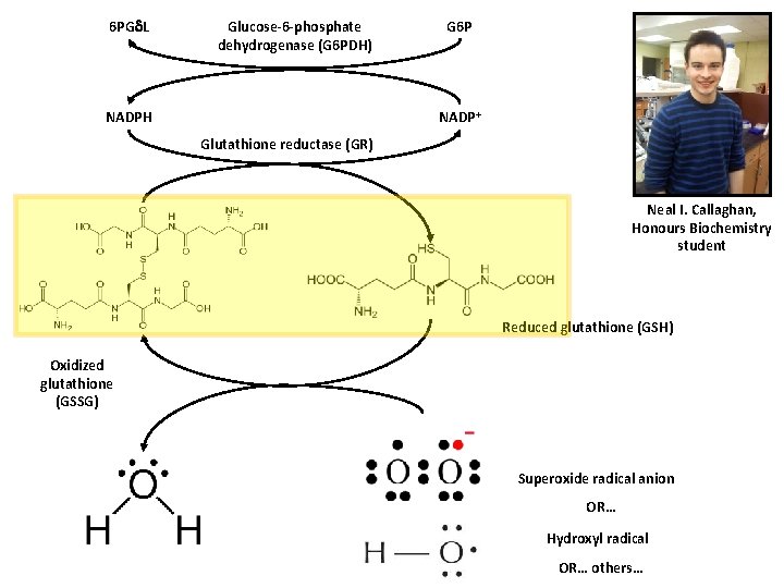 6 PG L Glucose-6 -phosphate dehydrogenase (G 6 PDH) G 6 P NADP+ NADPH