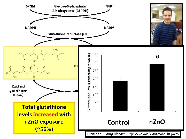 6 PG L Glucose-6 -phosphate dehydrogenase (G 6 PDH) G 6 P NADP+ NADPH