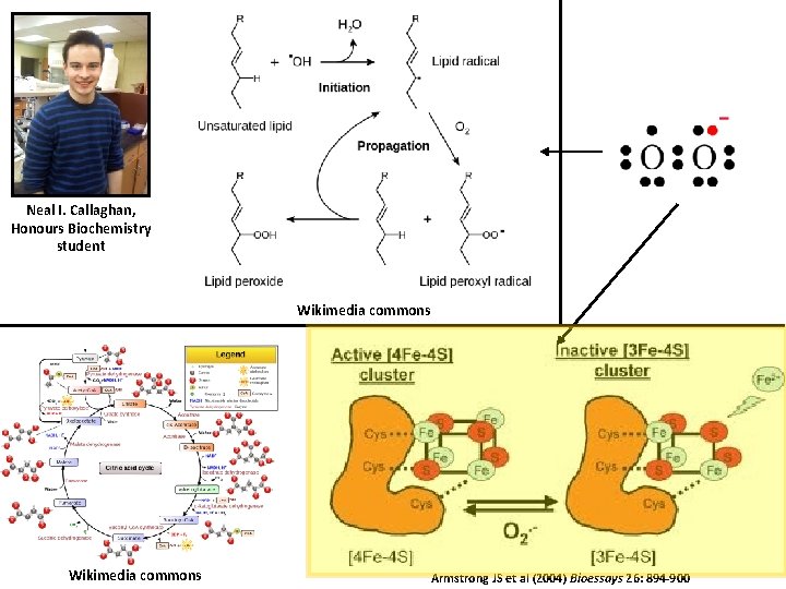 Neal I. Callaghan, Honours Biochemistry student Wikimedia commons Armstrong JS et al (2004) Bioessays