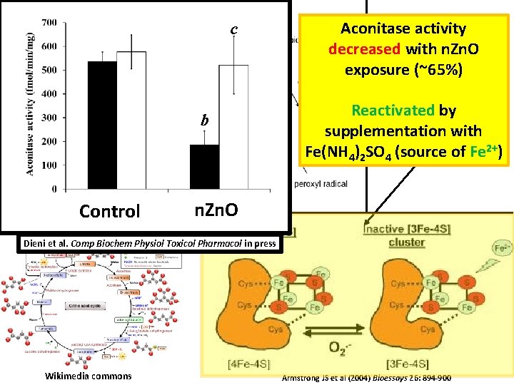 c b Neal I. Callaghan, Honours Biochemistry student Control Aconitase activity decreased with n.