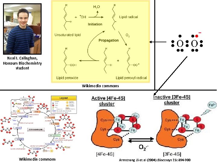 Neal I. Callaghan, Honours Biochemistry student Wikimedia commons Armstrong JS et al (2004) Bioessays