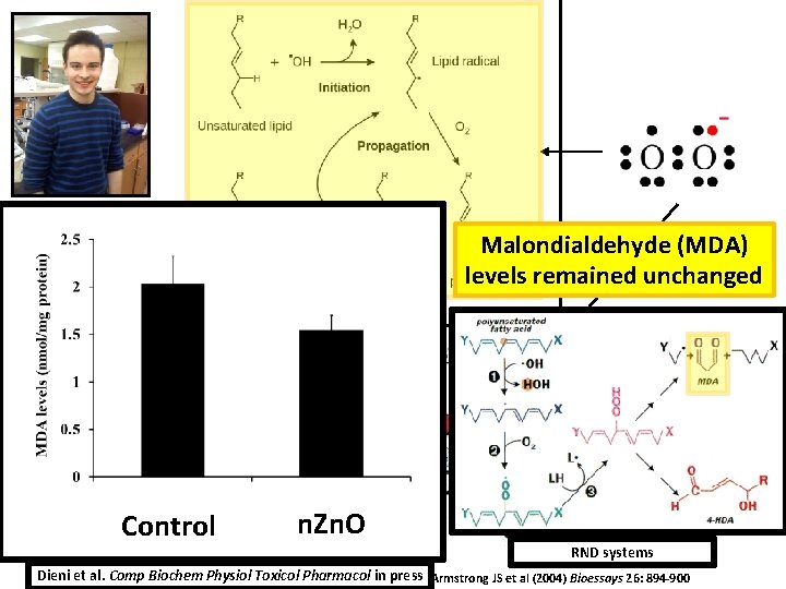 Neal I. Callaghan, Honours Biochemistry student Malondialdehyde (MDA) levels remained unchanged Wikimedia commons Control